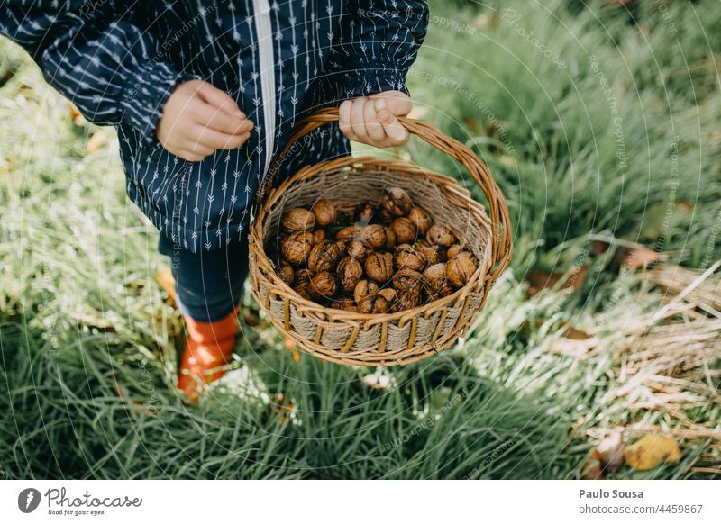 Kind hält Korb mit Walnüssen Kindheit Feiertag Beteiligung Container Walnussholz Herbst Natur Nahaufnahme Familie Spaß niedlich Glück Mädchen wenig Gesundheit