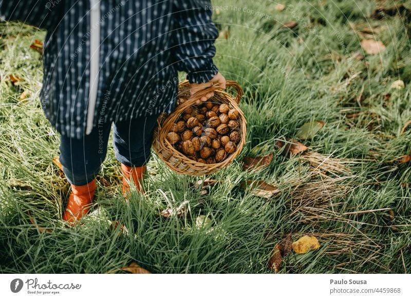 Kind hält einen Korb mit Walnüssen Kindheit Halt Beteiligung Walnussholz frisch Kommissionierung pflücken Frucht lecker organisch Gesundheit Lebensmittel Ernte