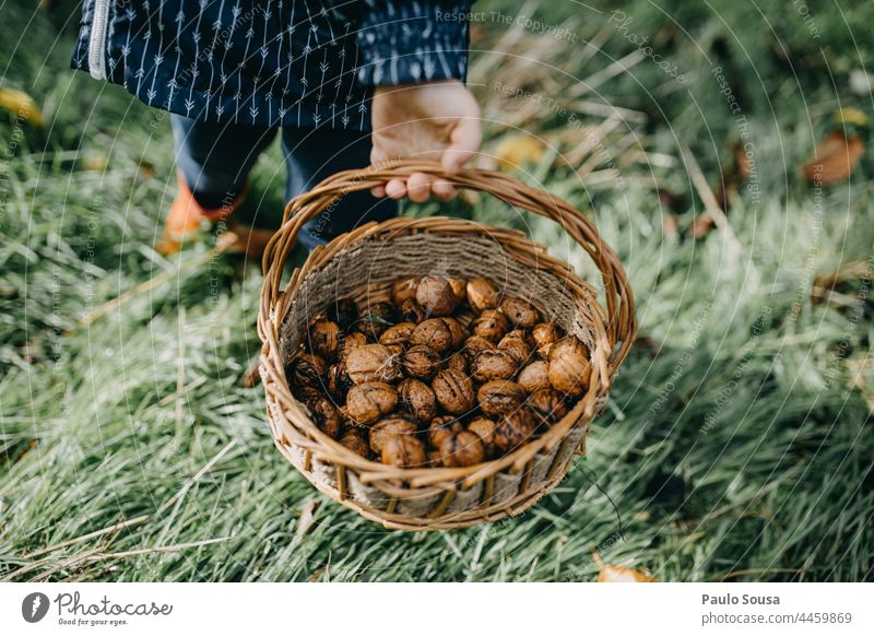 Kind hält Korb mit Walnüssen Walnussholz Lebensmittel braun Farbfoto Nut Muttern Ernährung lecker Snack Vegetarische Ernährung Gesundheit Nahaufnahme