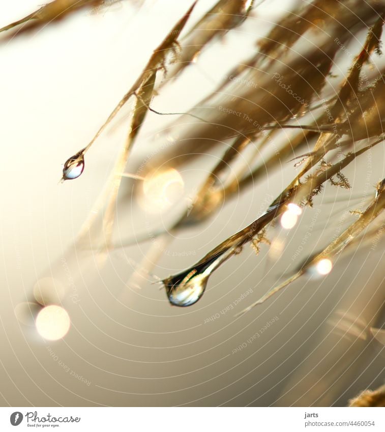 Herbstliche Wassertropfen an einem Gras herbstlich Licht Sonne Natur Menschenleer Tag Tau Speigelung Morgen nass Außenaufnahme Nahaufnahme feucht Makro Nebel