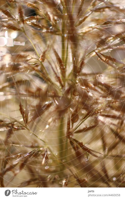 Pampasgras im Herbst herbstlich Wassertropfen Licht Sonne Gras Natur Menschenleer Tag Tau Speigelung Morgen nass Außenaufnahme Nahaufnahme feucht Makro Nebel