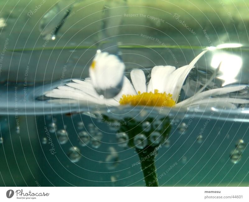 gänseblümchen im aquarium Blume Blüte Blatt Gänseblümchen blasen Wasser