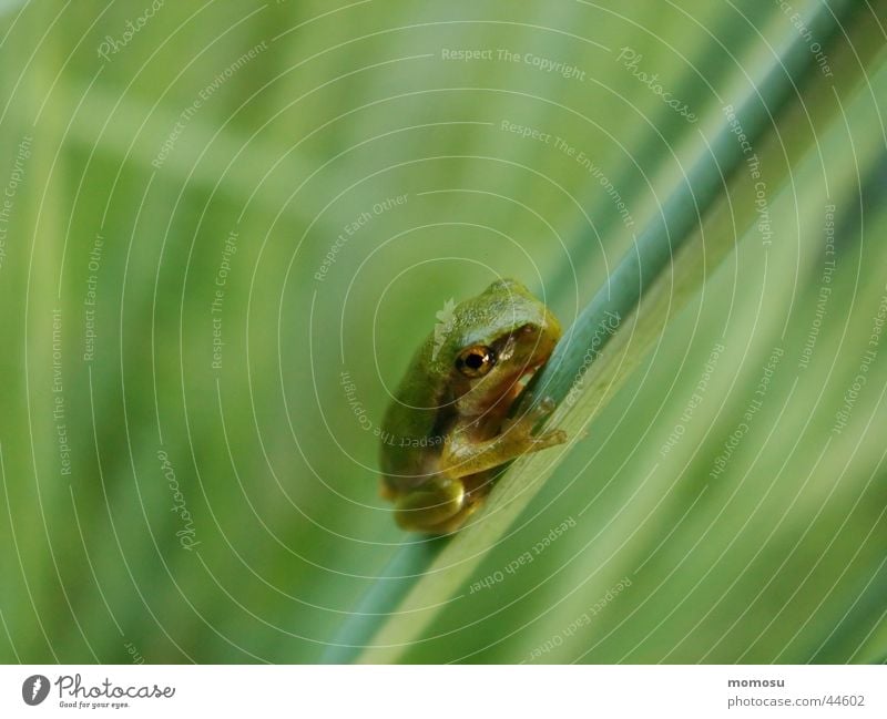 Babyfrosch Laubfrosch Gras grün Frosch