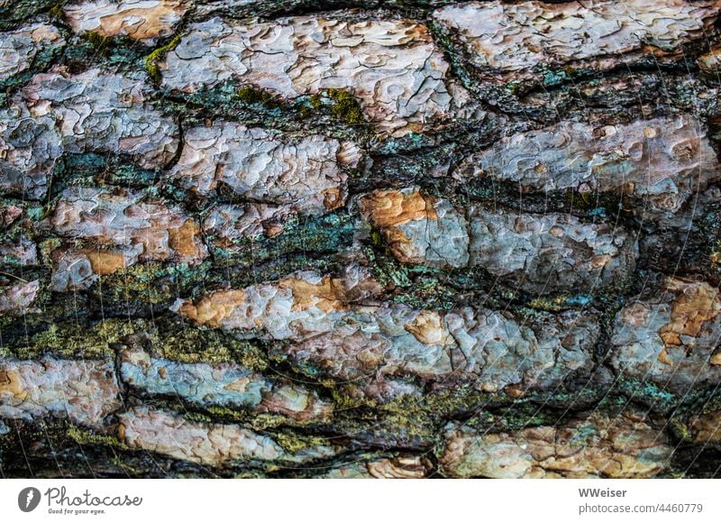 Die Rinde einer Kiefer im Morgenlicht, abstrahiert Baum Stamm Muster Textur Farben abstrakt Flecken natürlich Holz Natur Wald Umwelt Nahaufnahme rau brüchig