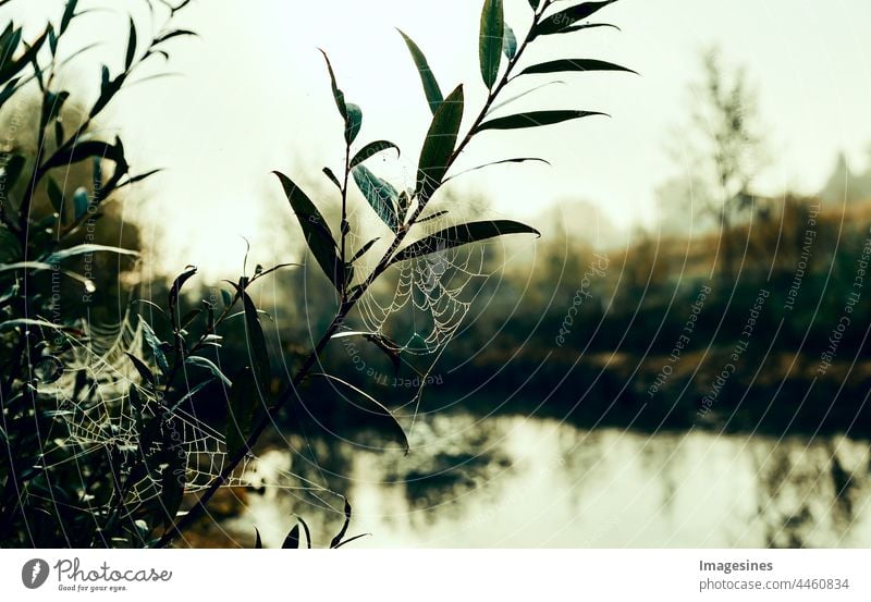 Netzwerk. Spinnennetz mit Tautropfen in dunkler, stimmungsvoller Natur am Morgen dunkel Morgens Arachnophobie atmosphärische Stimmung Schönheit in der Natur