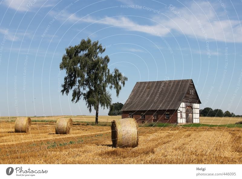 Erntezeit... Umwelt Natur Landschaft Pflanze Himmel Sommer Schönes Wetter Baum Feld Dorf Haus Bauwerk Gebäude liegen stehen authentisch außergewöhnlich