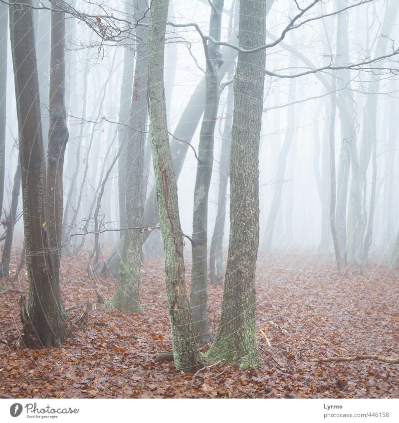 Waldlichtung im Nebel Natur Landschaft Winter Baum Blume Holz ästhetisch Zusammensein hell kalt natürlich wild braun rot Stimmung entdecken geheimnisvoll Ferne