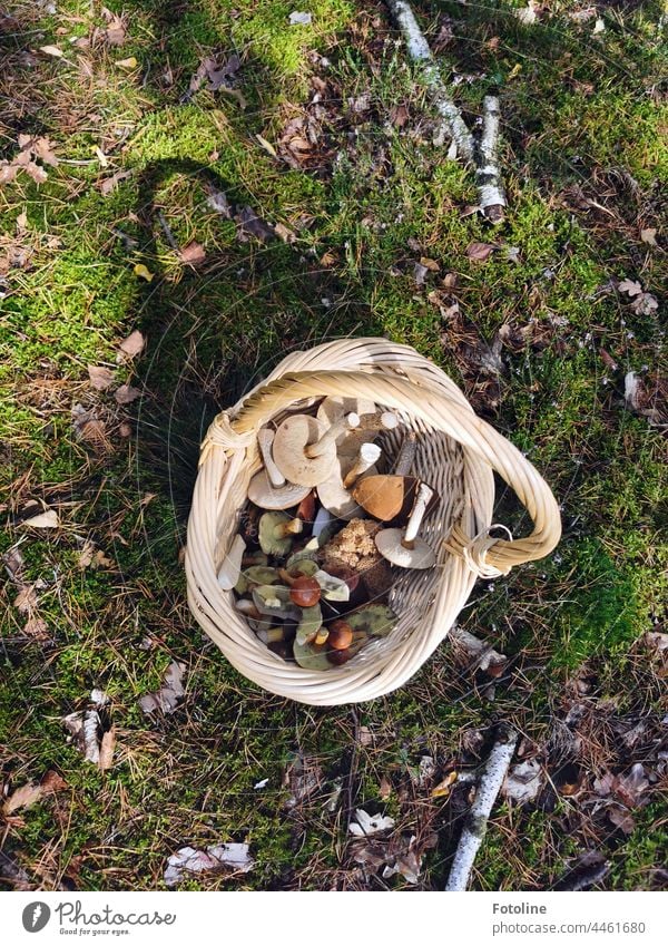 Da hab ich wohl reiche Pilzernte eingefahren. Maronen, Birkenpilze und sogar eine kleine Krause Glucke machten den Waldspaziergang perfekt. Natur Farbfoto