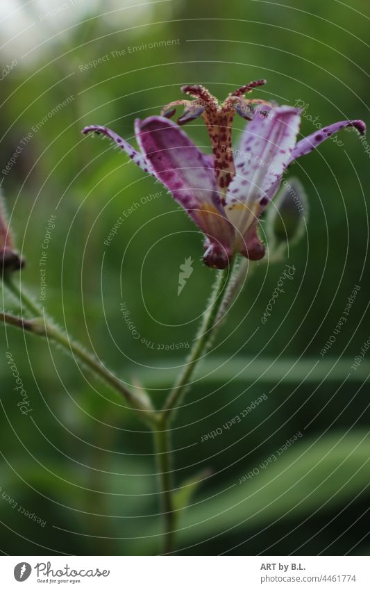 Krötenlilie garten blume blüte pflanze aufgeblüht blühend krötenlilie