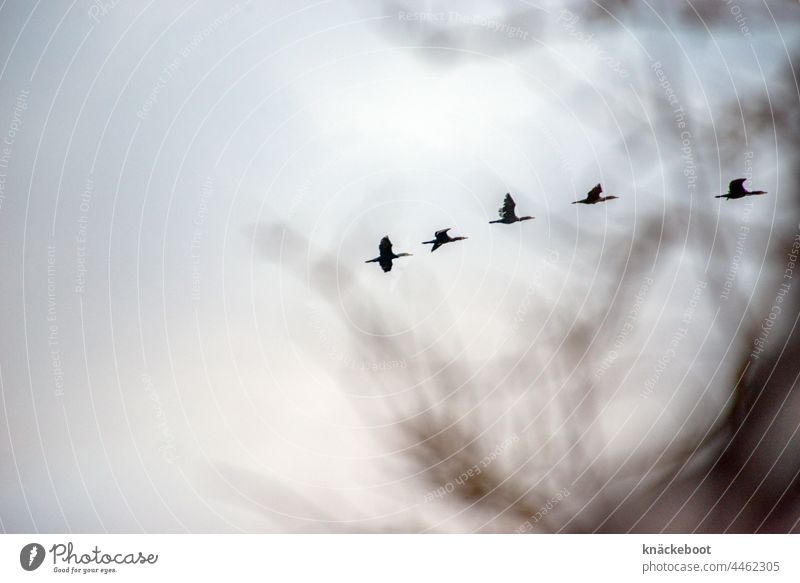 komorane Komorane Himmel Zugvogel Herbst fliegen Schwarm Vogel Wildtier Vogelschwarm Tiergruppe Vogelflug Zugvögel Luft Natur