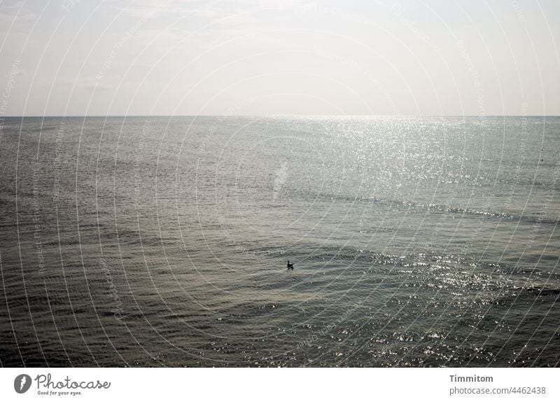 Glitzernde Nordsee, viel Licht und ein Wasservogel glitzern hell sanft Himmel Horizont Sonnenlicht Meer Außenaufnahme Menschenleer Ferien & Urlaub & Reisen