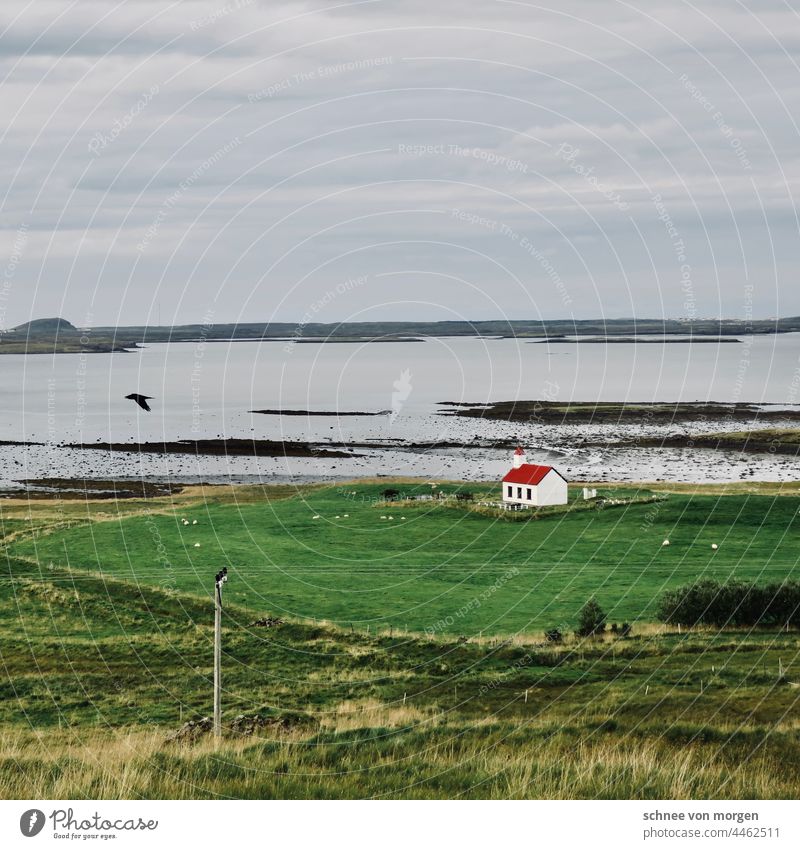 Ein schwarzer Vogel schwebt über island Island Haus Kirche Natur Landschaft Weite Wasser Meer Ozean Grün Gras Außenaufnahme Ferien & Urlaub & Reisen Farbfoto