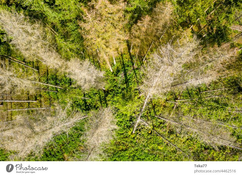 tote Bäume von oben Toter Baum Baumschatten Wald Wald von oben von oben nach unten Sonne Schatten Nadelbaum Mischwald gefällter Wald Klimawandel Borkenkäfer