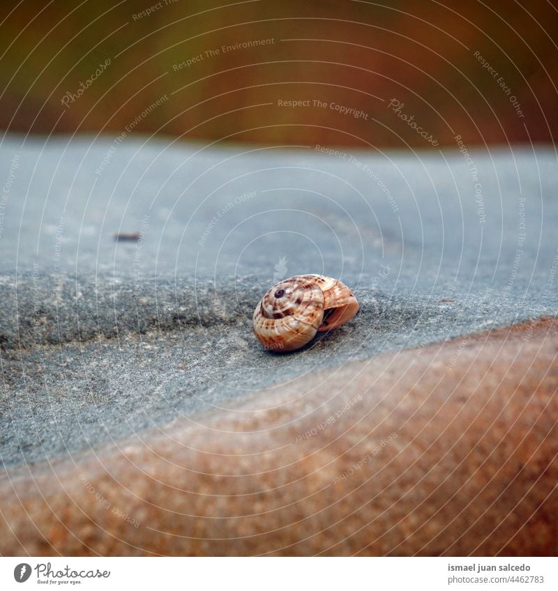 kleine braune Schnecke in der Natur Riesenglanzschnecke Tier Wanze Insekt wenig Panzer Spirale Pflanze Gänseblümchen Blume Garten im Freien Zerbrechlichkeit