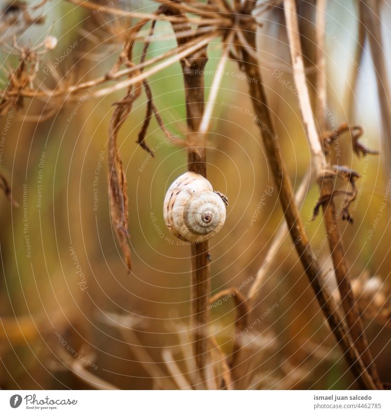 kleine weiße Schnecke auf der Pflanze Riesenglanzschnecke Tier Wanze Insekt wenig Panzer Spirale Natur Garten im Freien Zerbrechlichkeit niedlich Schönheit