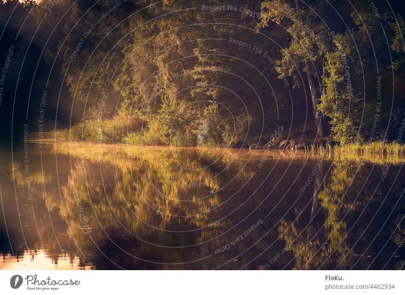 Morgenstimmung am See Wald Natur Landschaft Sonneneuafgang Badesee Badestelle Wasser Wasseroverfläche Angelsee warm wärme klar ruhig Ruhe Entspannung natürlich