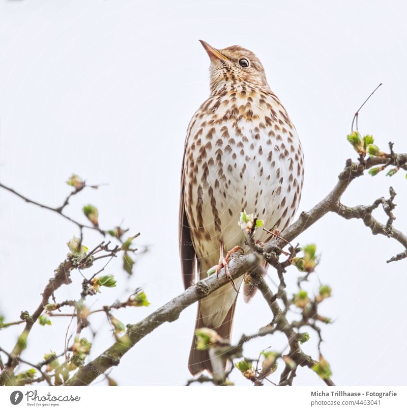 Singdrossel im Baum Turdus philomelos Drossel Tiergesicht Kopf Schnabel Auge Gefieder Federn Flügel Wildtier Vogel Tierporträt Zweige u. Äste Beeren