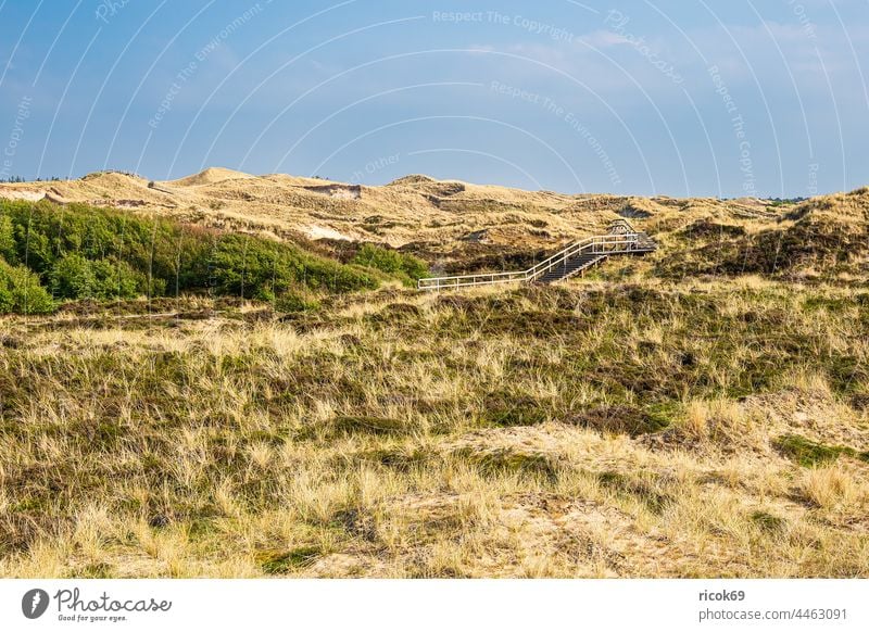 Landschaft in den Dünen bei Norddorf auf der Insel Amrum Schleswig-Holstein Küste Weg Holzweg Bohlenweg Reise Dünengras Urlaub Nordfriesische Insel Nordsee