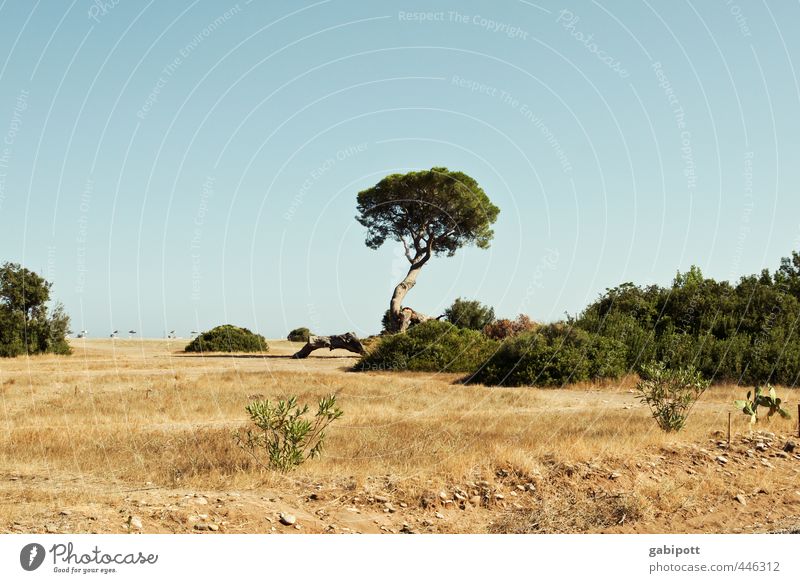 Baum im Sommer loben Natur Landschaft Urelemente Erde Sand Himmel Wolkenloser Himmel Sonne Pflanze Wildpflanze Pinie Küste Strand Meer exotisch natürlich