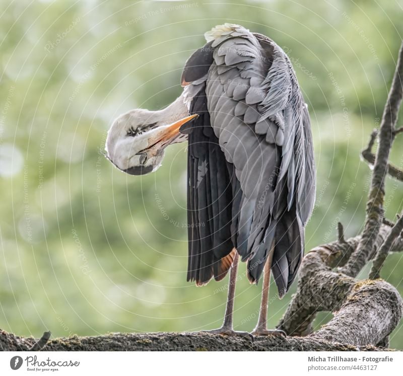 Graureiher bei der Gefiederpflege Ardea cinerea Reiher Fischreiher Kopf Schnabel Auge Hals Federn Flügel Beine Baum Äste und Zweige Körperpflege putzen Vogel