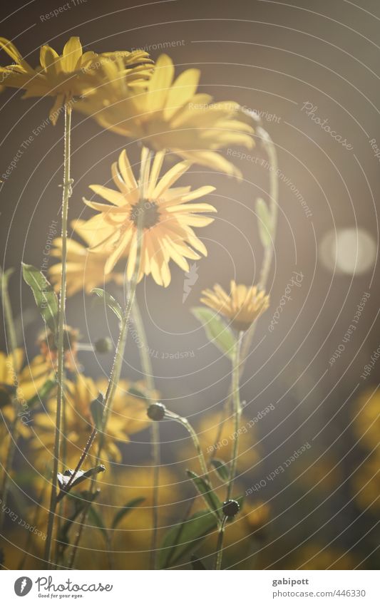 Sommerspätglück Natur Landschaft Sonnenlicht Schönes Wetter Pflanze Blume Sträucher Blatt Blüte Wildpflanze Topfpflanze Feld Blühend Duft leuchten Wärme braun