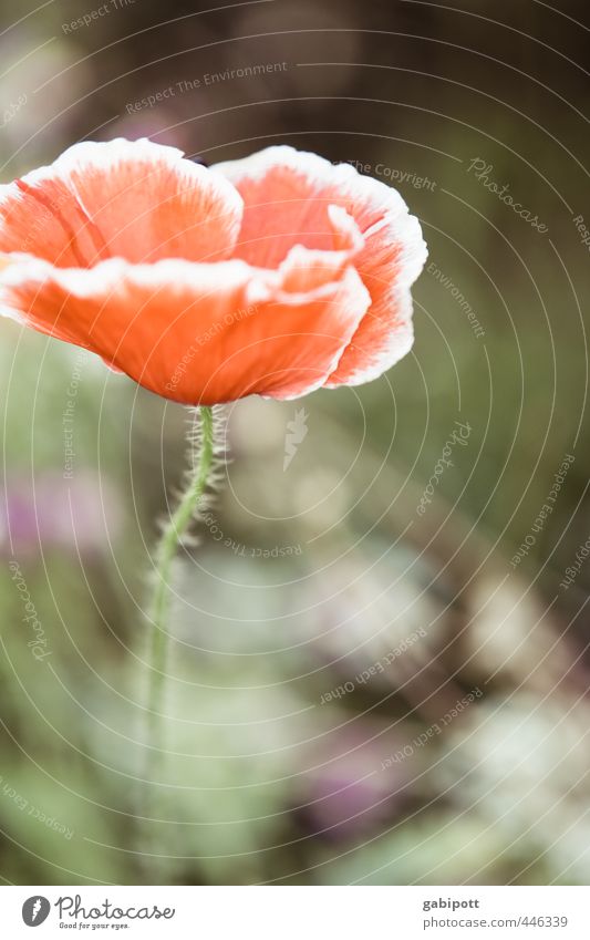 Das etwas andere Mohntagsportrait Umwelt Natur Pflanze Schönes Wetter Blume Sträucher Blatt Blüte Wildpflanze Mohnblüte Blühend Duft Freundlichkeit Fröhlichkeit