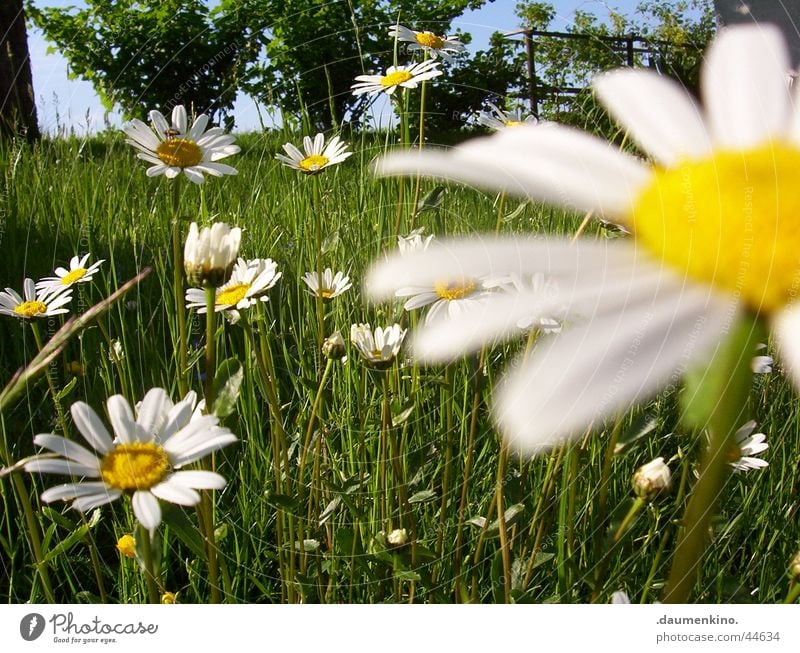 Margeritenreich ° 1 Wiese Blume weiß gelb grün Baum nah Gras Blüte Frühling Sommer Juni Juli Johannisbeeren Blatt Biene Natur margerieten Himmel blau Pflanze