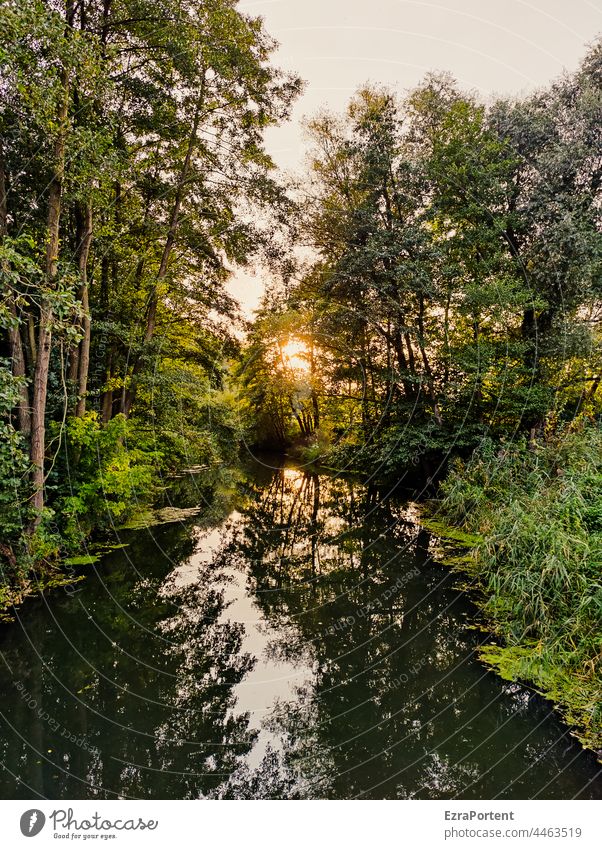 um Himmels willen Wald Fluss Sonne Wasser Bäume Natur grün Schatten Reflexion & Spiegelung Spiegelung im Wasser Baum Sonnenuntergang Landschaft ruhig Umwelt