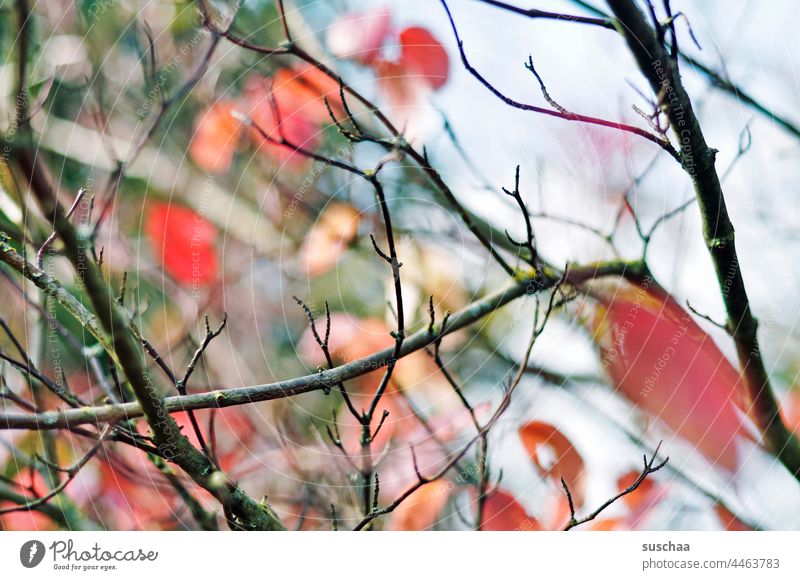 laubtupfer und zweige im herbst Baum Zweige Zweige u. Äste Natur Herbst Wandel & Veränderung Umwelt Blatt Herbstlaub Herbstfärbung Außenaufnahme Vergänglichkeit