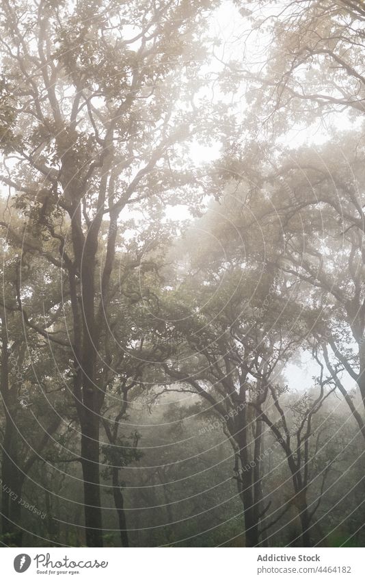 Nebliger Wald mit hohen Bäumen auf dem Lande Nebel trist Natur Baum Wälder Dunst Umwelt Flora Waldgebiet Herbst wachsen vegetieren wild Pflanze Landschaft dicht