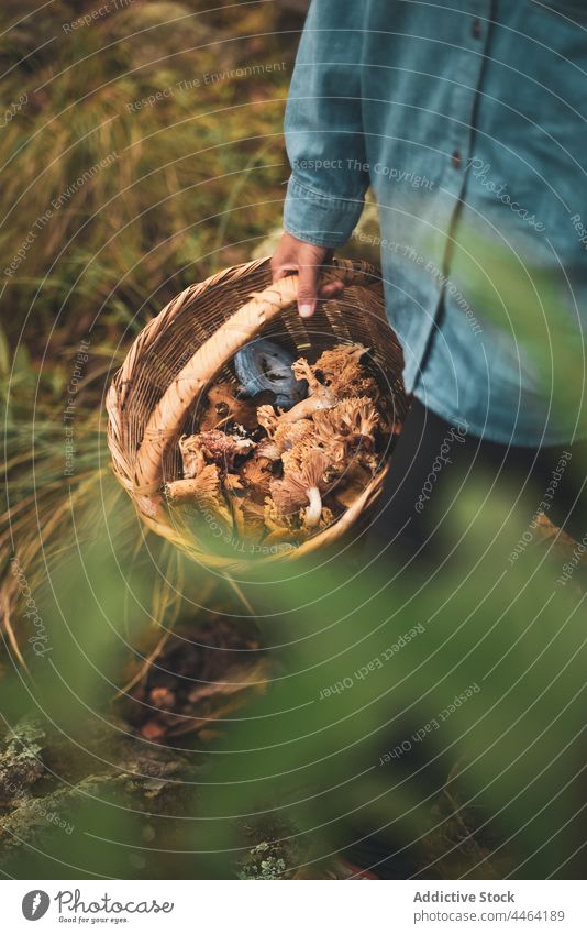 Frau mit Korb voller verschiedener Pilze führen essbar Weide Wald abholen pflücken wild Landschaft wachsen vegetieren fallen Wachstum Herbst Waldgebiet