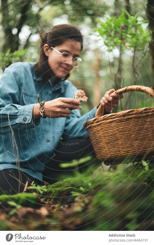 Frau sammelt Pilze und legt sie in einen Korb pflücken Ramaria essbar Weide Waldgebiet Mykologie Bargeld wild Mykologe Ektomykorrhiza abholen Mykorrhiza