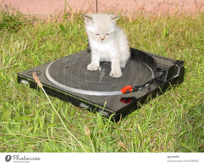 Cat-Music Farbfoto Außenaufnahme Menschenleer Textfreiraum unten Sonnenlicht Starke Tiefenschärfe Blick nach vorn Party Musik Diskjockey Musiker Schallplatte