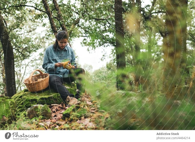 Frau betrachtet aufmerksam einen Lactarius-Pilz im Wald Mykologe Interesse Lactarius deliciosus Pilze essbar wild lactarius Korb Weide Mykologie Felsbrocken