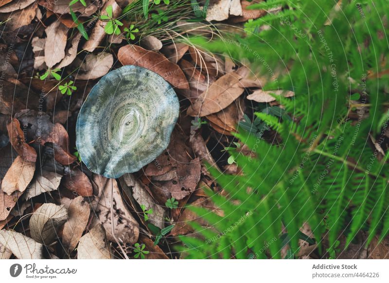 Lactarius indigo Pilz wächst auf dem mit Laub bedeckten Boden Indigo-Milchkappe wild Herbst essbar Laubwerk fallen Umwelt Natur Wald Wälder Blatt vegetieren