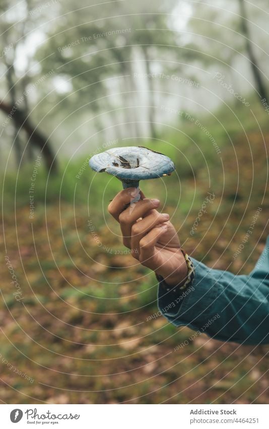 Frau mit Indigomilchhutpilz im Wald Lactarius indigo wild essbar Pilz abholen zeigen Mykologie Pflanze Indigo-Milchkappe Natur Umwelt Wälder manifestieren