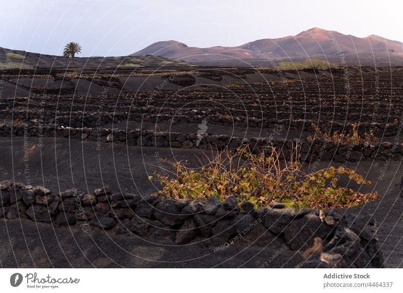 Weinberge wachsen gegen den Bergrücken unter hellem Himmel Berge u. Gebirge Gartenbau Natur Hochland Landschaft vegetieren Umwelt Insel kultivieren Pflanze