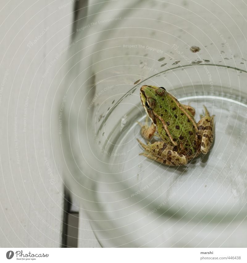 der Wetterfrosch meldet Sonne Natur Pflanze Tier Wildtier Frosch 1 grün Meteorologe klein Quaken Glas gefangen Ekel Amphibie Farbfoto Außenaufnahme Tag