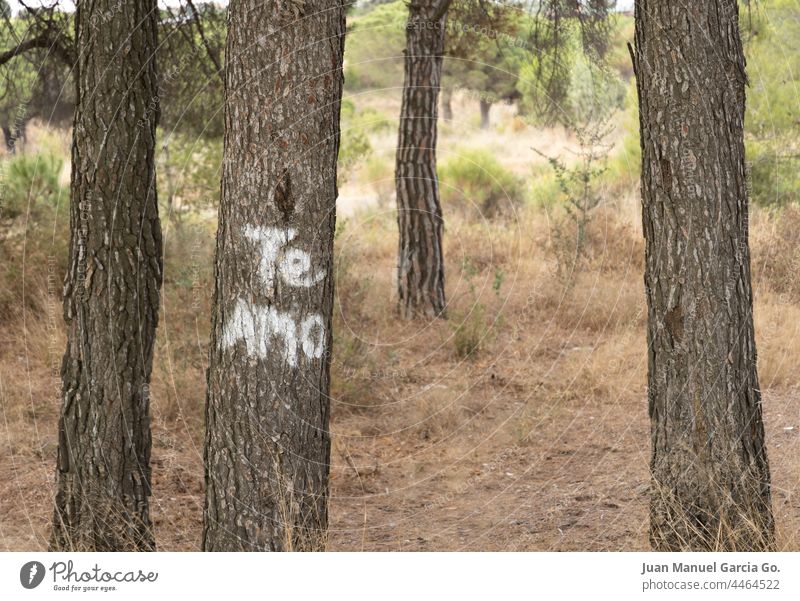 Baumpaar mit Liebesbotschaft Überraschung Romantik Nachricht Jahrestag Pflege Wald geheim schreiben Gefühle Valentinsgruß Emotion romantisch entdecken Vorschlag