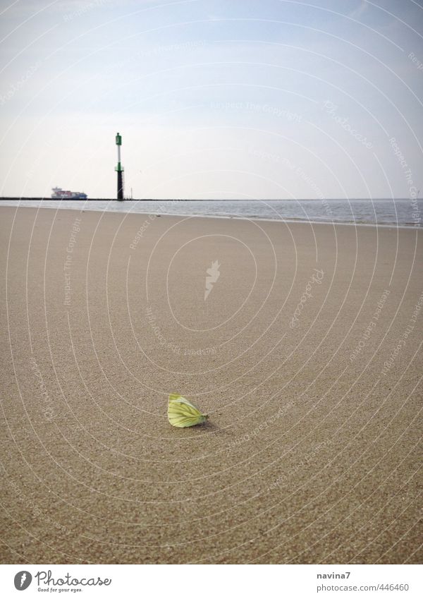 Zitronenfalter 2 Umwelt Sand Wasser Sommer Schönes Wetter Strand Tier Schmetterling 1 Erdöl Erholung träumen frisch Unendlichkeit klein gelb Verantwortung