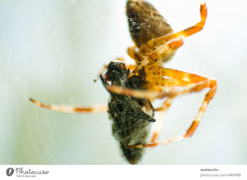 Kreuzspinne Jagd Garten Tier Spinne 2 Essen Fressen füttern bedrohlich gruselig Beute beutetier eingefangen Gebiss fliege radspinne Landraubtier Spinnennetz