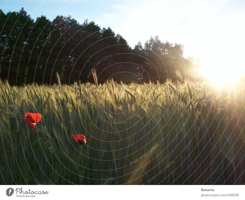 shining so bright Mohn Feld Baum Licht blenden rot weiß grün Sommer Physik frisch Sonnenstrahlen 2 schön hell Himmel blau perfektes zusammenspiel Farbe Wärme