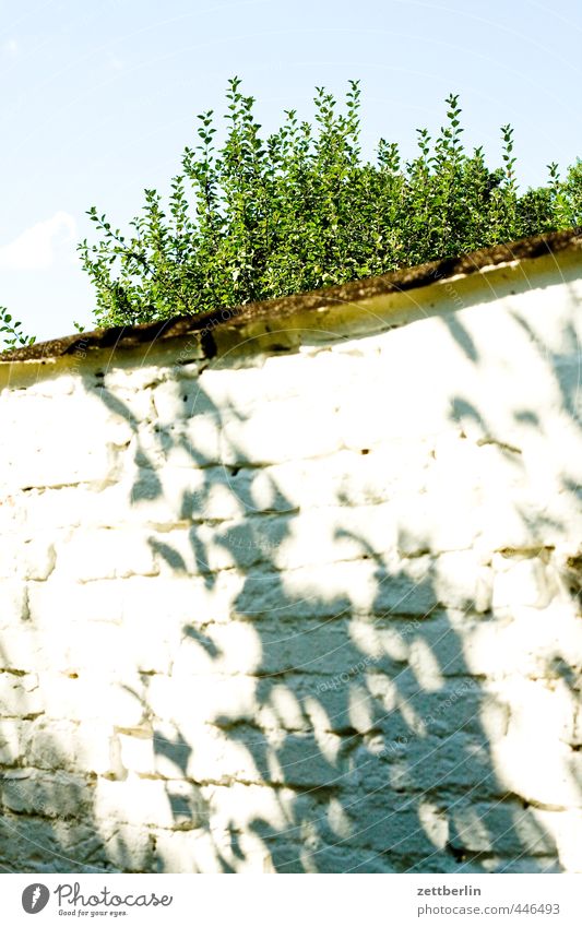 Mauer Ferien & Urlaub & Reisen Tourismus Ausflug Abenteuer Häusliches Leben Wohnung Garten Himmel Baum Blatt Grünpflanze Park Wand gut schön wallroth Nachbar