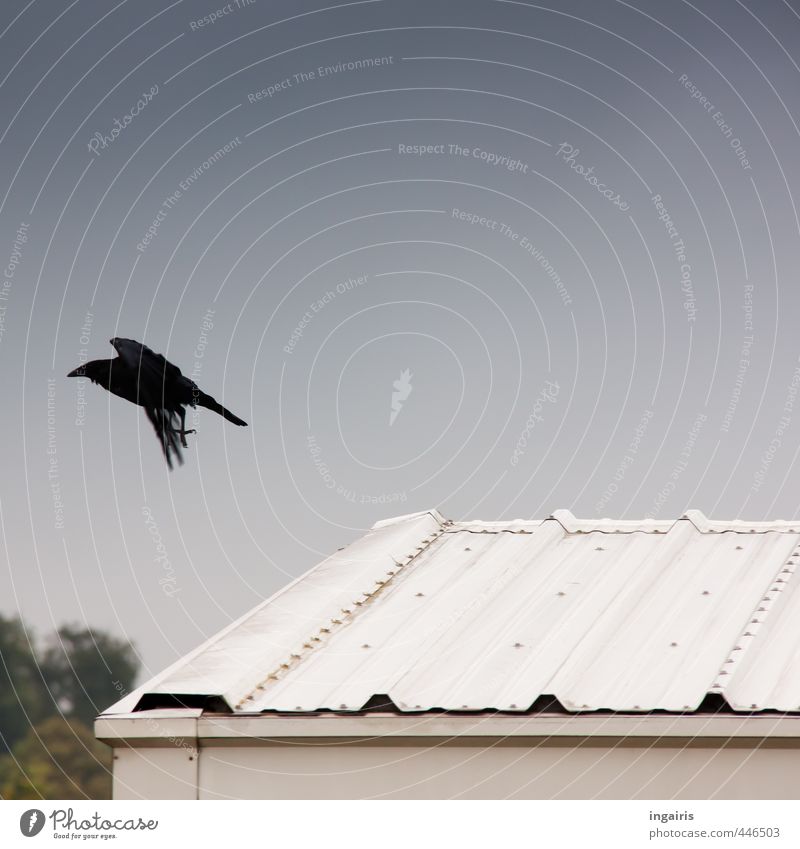 ....hinterherflieg! Umwelt Himmel Blechdach Dach Tier Wildtier Vogel Rabenvögel Krähe 1 fliegen ästhetisch dunkel blau grün silber weiß Stimmung gefährlich