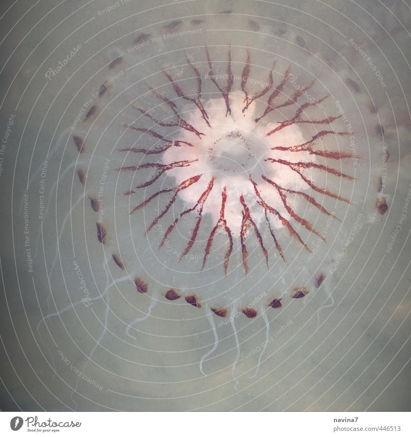 Qualle Wasser Wildtier 1 Tier Schwimmen & Baden rund rot weiß Angst brennen Brand Schmerz Farbfoto Gedeckte Farben Nahaufnahme Menschenleer Tag Vogelperspektive