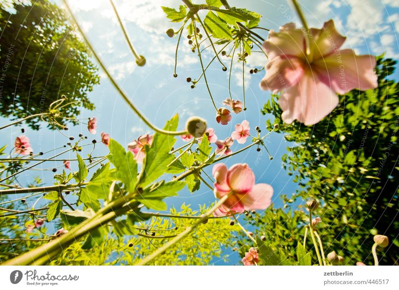 Standardfrosch Lifestyle Stil Freude Wellness harmonisch Zufriedenheit Erholung Freizeit & Hobby Garten Umwelt Natur Sommer Klima Klimawandel Wetter