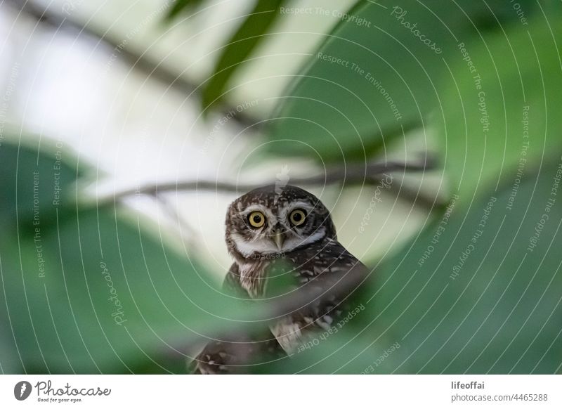 Eule auf einem Ast in der Nähe des Waldes sitzend intensiv nachtaktiv Raptor starren weise Comic Waldohreule Raubtier Wirbeltier Auge Jäger Blick gefiedert Kopf