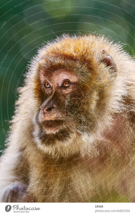 Berberaffen (Macaca Sylvanus) Tier Tierstadium Affe Fauna Wald Macaca sylvanus Makake Magot Säugetier Säugetiere Natur im Freien Porträt Primas Baum wild