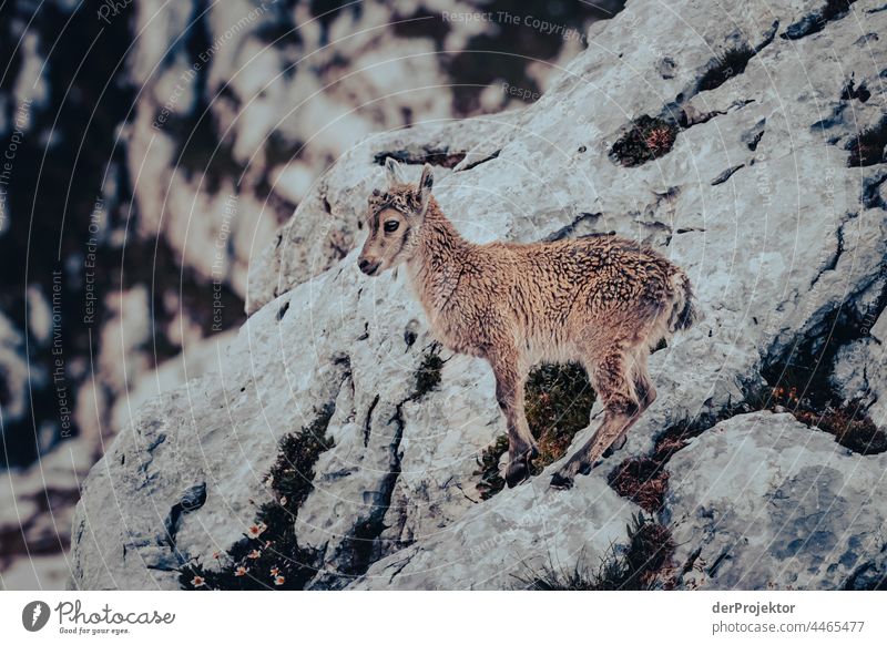 Abends im Triglav National Park mit jungen Steinbock Fluss soca Reinheit Wanderausflug Licht Tag Ausflug Tourismus Naturschutz Ferien & Urlaub & Reisen