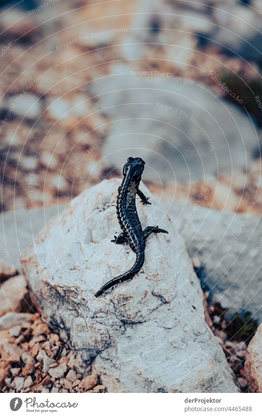 Abends im Triglav National Park mit Salamander Fluss soca Reinheit Wanderausflug Licht Tag Ausflug Tourismus Naturschutz Ferien & Urlaub & Reisen